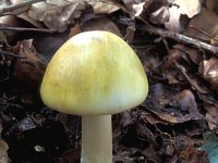 Amanita phalloides 2, Groene knolamaniet, Saxifraga-Jan de Laat