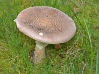 Amanita rubescens 14, Parelamaniet, Saxifraga-Tom Heijnen