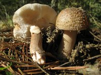 Amanita rubescens 3, Parelamaniet, Saxifraga-Rutger Barendse