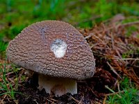 Amanita rubescens 5, Parelamaniet, Saxifraga-Rik Kruit