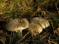 Amanita rubescens 6, Parelamoniet, Saxifraga-Jan van der Straaten