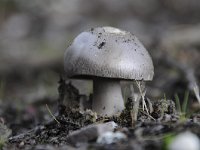 Amanita vaginata 7, Grijze slanke amaniet, Saxifraga-Luuk Vermeer