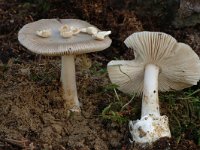 Amanita vaginata 1, Grijze slanke amaniet, Saxifraga-Marijke Verhagen