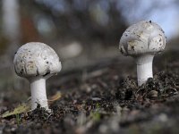 Amanita vaginata 2, Grijze slanke amaniet, Saxifraga-Luuk Vermeer