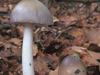 Amanita vaginata 3, Grijze slanke amaniet, Saxifraga-Jan van der Straten