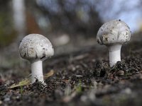 Amanita vaginata 6, Grijze slanke amaniet, Saxifraga-Luuk Vermeer