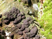 Annulohypoxylon multiforme, Birch Woodwart