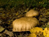 Armillaria mellea 3, Echte honingzwam, Saxifraga-Jan van der Straaten