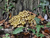 Armillaria mellea 6, Echte honingzwam, Saxifraga-Luuk Vermeer