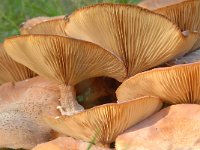 Armillaria mellea 9, Echte honingzwam, Saxifraga-Luuk Vermeer