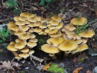 Armillaria mellea 2, Echte honingzwam, Saxifraga-Bart Vastenhouw