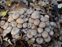 Armillaria ostoyae 10, Sombere honingzwam, Saxifraga-Luuk Vermeer