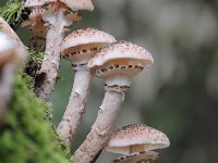 Armillaria ostoyae 14, Sombere honingzwam, Saxifraga-Luuk Vermeer