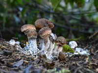 Armillaria ostoyae 15, Sombere honingzwam, Saxifraga-Luuk Vermeer