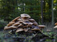 Armillaria ostoyae 16, Sombere honingzwam, Saxifraga-Luuk Vermeer