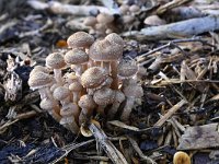 Armillaria ostoyae 19, Sombere honingzwam, Saxifraga-Luuk Vermeer