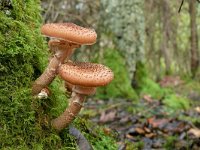 Armillaria ostoyae 27, Sombere honingzwam, Saxifraga-Tom Heijnen