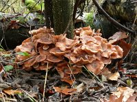 Armillaria ostoyae 29, Sombere honingzwam, Saxifraga-Tom Heijnen