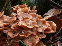 Armillaria ostoyae 30, Sombere honingzwam, Saxifraga-Tom Heijnen