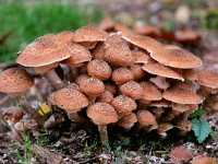 Armillaria ostoyae 36, Sombere honingzwam, Saxifraga-Tom Heijnen