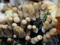 Armillaria ostoyae 6, Sombere honingzwam, Saxifraga-Luuk Vermeer