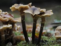 Armillaria ostoyae 12, Sombere honingzwam, Saxifraga-Luuk Vermeer