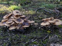 Armillaria ostoyae 17, Sombere honingzwam, Saxifraga-Luuk Vermeer