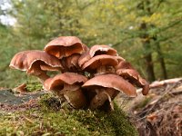 Armillaria ostoyae 21, Sombere honingzwam, Saxifraga-Luuk Vermeer