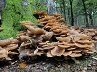 Armillaria ostoyae 22, Sombere honingzwam, Saxifraga-Luuk Vermeer