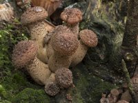 Armillaria ostoyae 25, Sombere honingzwam, Saxifraga-Willem van Kruijsbergen (2)