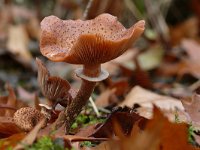 Armillaria ostoyae 26, Sombere honingzwam, Saxifraga-Tom Heijnen