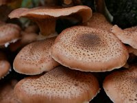 Armillaria ostoyae 32, Sombere honingzwam, Saxifraga-Tom Heijnen