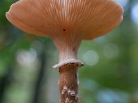 Armillaria ostoyae 34, Sombere honingzwam, Saxifraga-Tom Heijnen