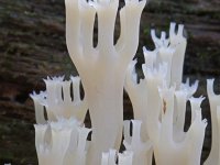 Artomyces pyxidatus 5, Kroontjesknotszwam, Saxifraga-Lucien Rommelaars