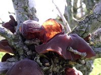 Auricularia auricula-judae 11, Echt judasoor, Saxifraga-Frank Dorsman  Hirneola auricula-judae, Echt judasoorAW-duinen 150711