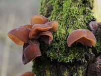 Auricularia auricula-judae 12, Echt judasoor, Saxifraga-Luuk Vermeer