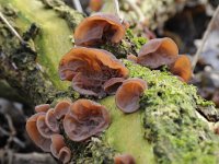 Auricularia auricula-judae 15, Echt judasoor, Saxifraga-Luuk Vermeer