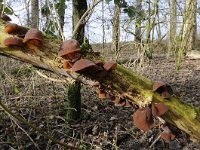 Auricularia auricula-judae 18, Echt judasoor, Saxifraga-Luuk Vermeer