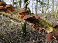 Auricularia auricula-judae 19, Echt judasoor, Saxifraga-Luuk Vermeer