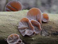 Auricularia auricula-judae 23, Echt judasoor, Saxifraga-Luuk Vermeer