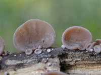 Auricularia auricula-judae 25, Echt judasoor, Saxifraga-Luuk Vermeer