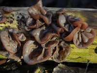 Auricularia auricula-judae 26, Echt judasoor, Saxifraga-Luuk Vermeer