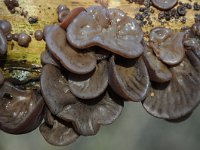 Auricularia auricula-judae 27, Echt judasoor, Saxifraga-Luuk Vermeer