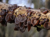 Auricularia auricula-judae 28, Echt judasoor, Saxifraga-Luuk Vermeer