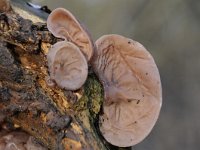 Auricularia auricula-judae 29, Echt judasoor, Saxifraga-Luuk Vermeer