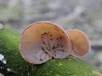 Auricularia auricula-judae 31, Echt judasoor, Saxifraga-Luuk Vermeer