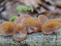 Auricularia auricula-judae 33, Echt judasoor, Saxifraga-Luuk Vermeer