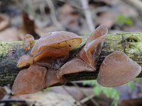 Auricularia auricula-judae 34, Echt judasoor, Saxifraga-Luuk Vermeer