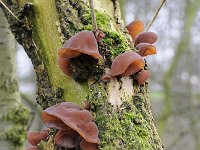 Auricularia auricula-judae 37, Echt judasoor, Saxifraga-Luuk Vermeer