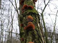 Auricularia auricula-judae 39, Echt judasoor, Saxifraga-Luuk Vermeer